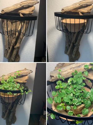 Structure murale en bois flotté et plante verte