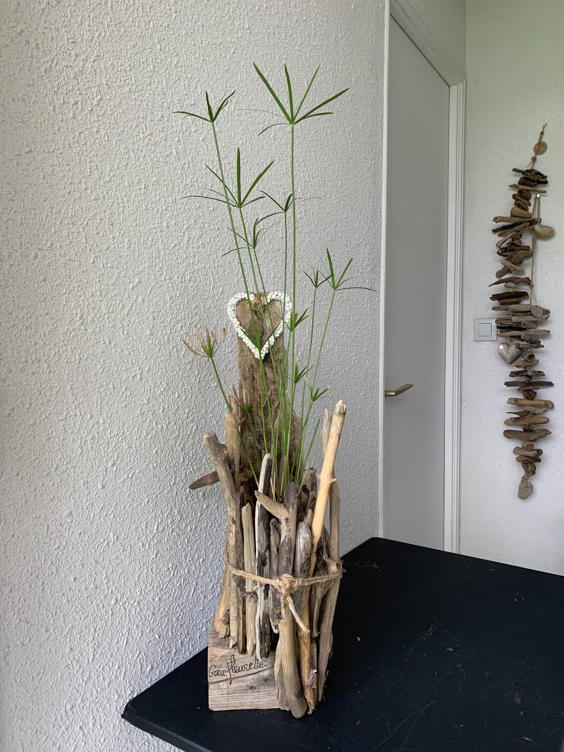 Papyrus dans bois flotté