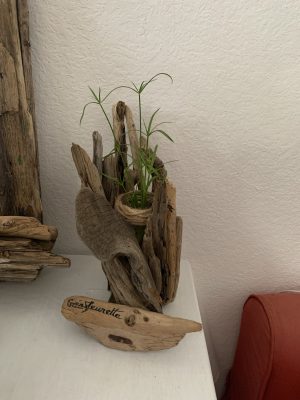 Papyrus dans bois flotté
