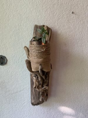 Plante verte sur joli bois flotté pour la Fête des Mères