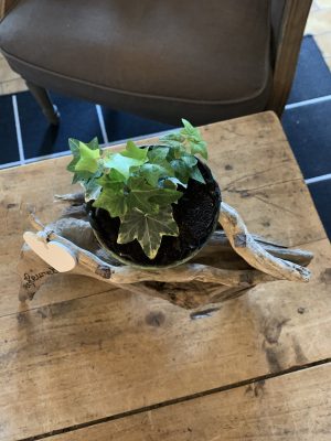 Plante verte sur bois flotté pour la Saint Valentin