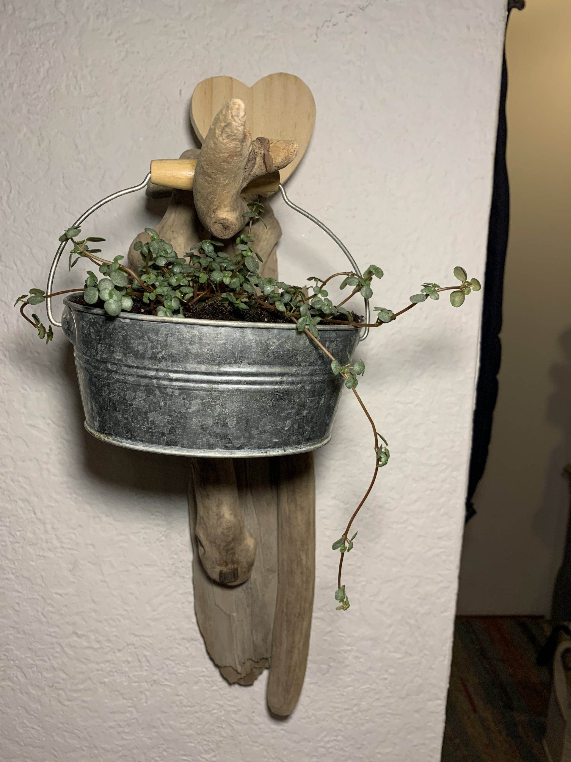 Structure en bois flotté et plante verte dans seau en métal gris pour la Saint Valentin