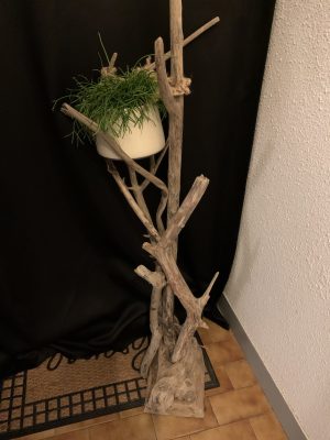 Structure en bois flotté et plante verte